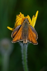David Plant Photography - Wildlife Photography - Small skipper - E